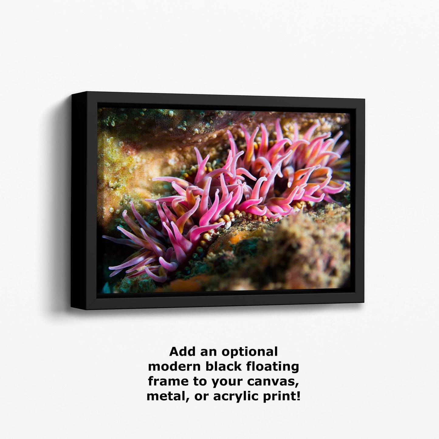 Sea Anemone Picture Ocean Life Underwater Scenery Nature Photo, Marine Biology Coral Reef Art, Vibrant Marine Wildlife Wall Decor