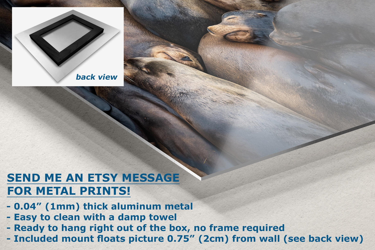 California Sea Lion Marine Mammal Wildlife Photography, Ocean Animals Nursery Decor, Relaxation Artwork for Beach-Themed Rooms