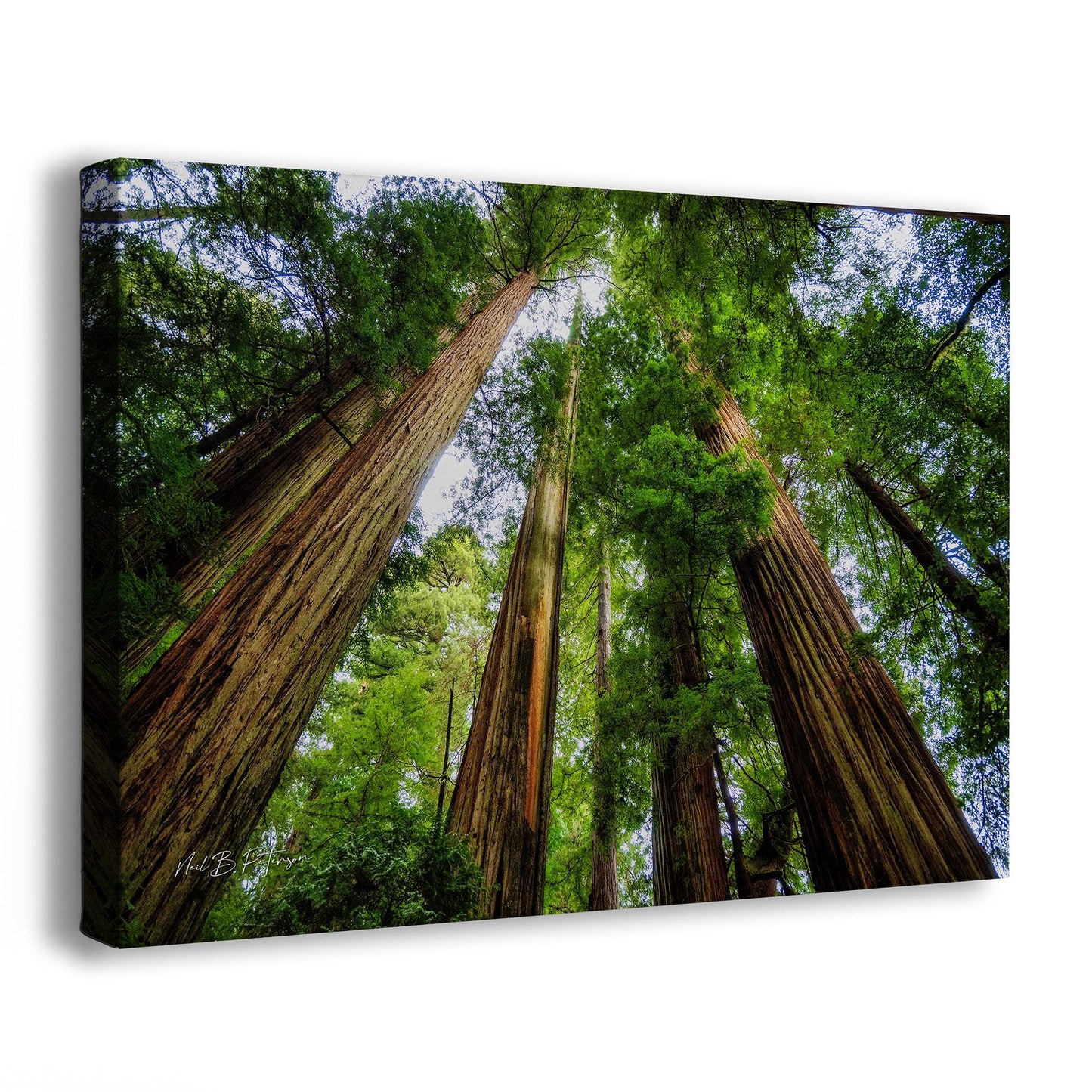 Redwood Trees Forest Picture Nature Photo | Forest Bathing Relaxation Decor for Meditation, House, and Office