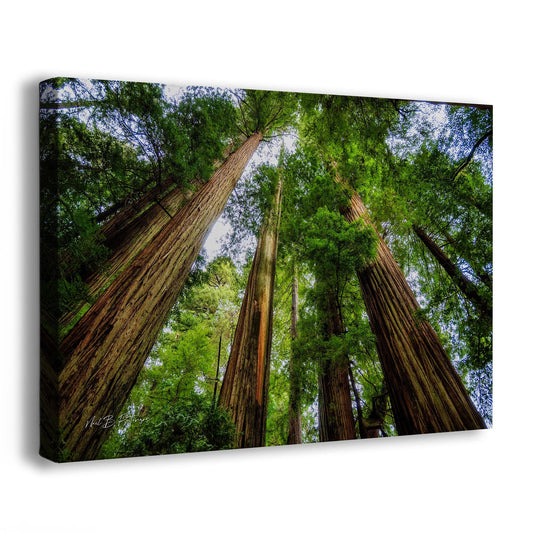 Redwood Trees Forest Picture Nature Photo | Forest Bathing Relaxation Decor for Meditation, House, and Office