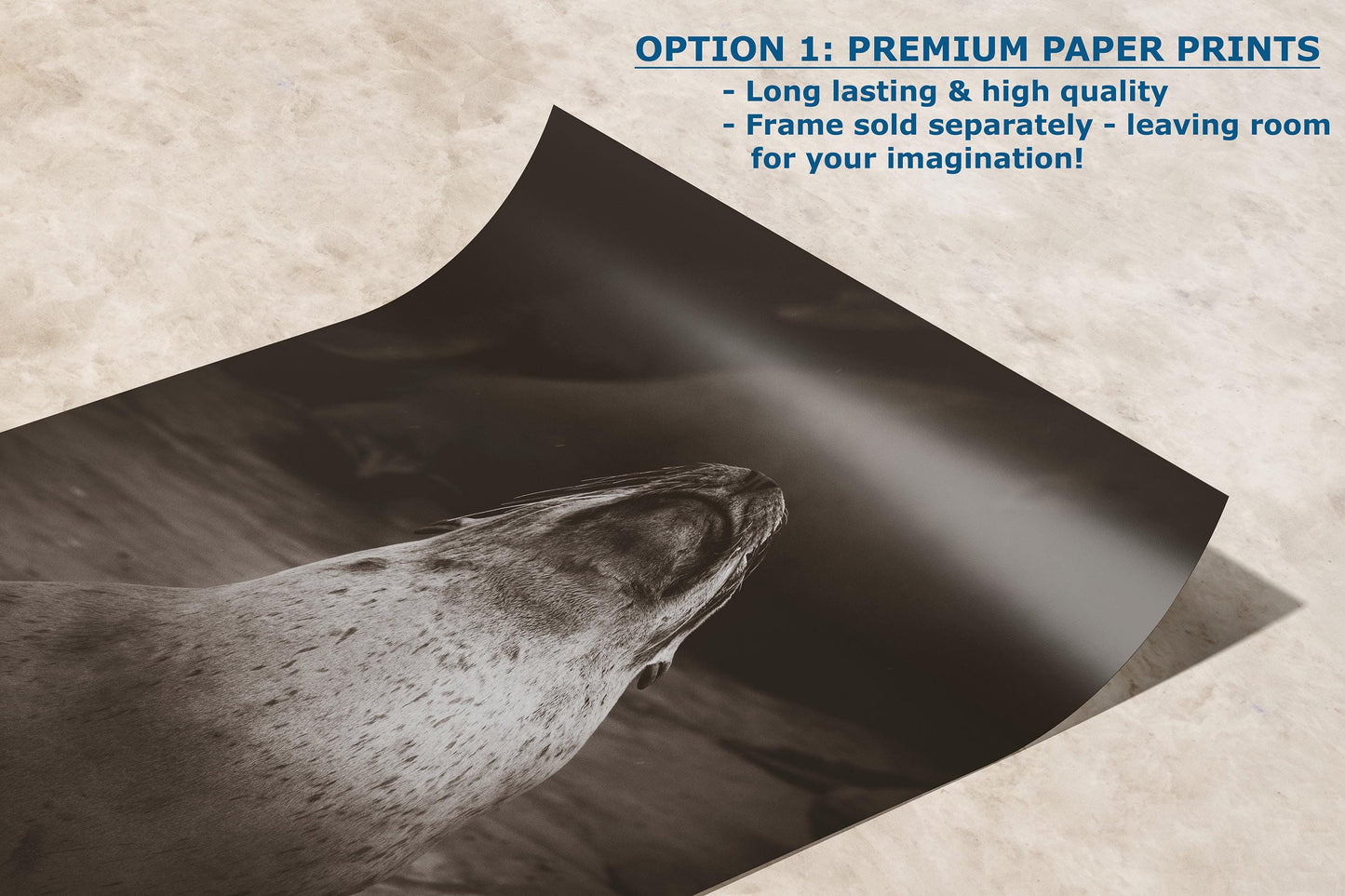 California Sea Lion Marine Mammal Wildlife Photography, Ocean Animals, Coastal House Decor, Nature Lover Gift, Marine Biology Artwork