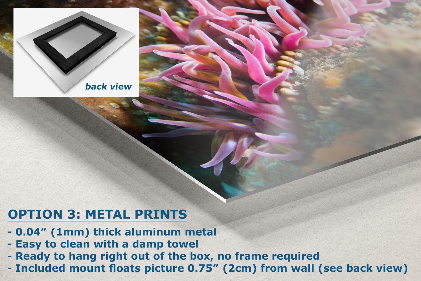 Sea Anemone Picture Ocean Life Underwater Scenery Nature Photo, Marine Biology Coral Reef Art, Vibrant Marine Wildlife Wall Decor