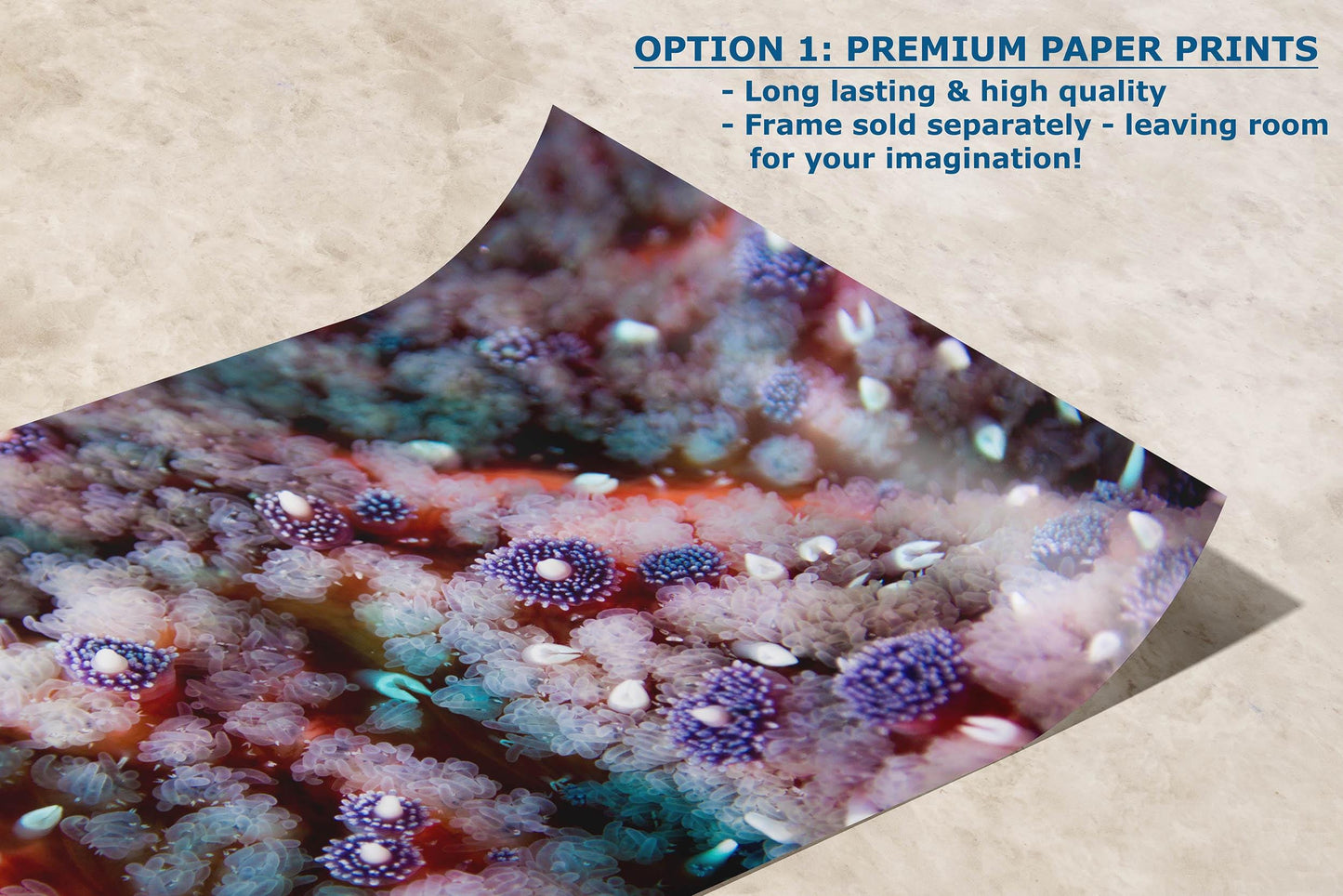 Ocean Life Starfish Photo, Marine Biology Underwater Scenery, Vibrant Coral Reef, Nature Photography for Office Decor, Relaxation Artwork