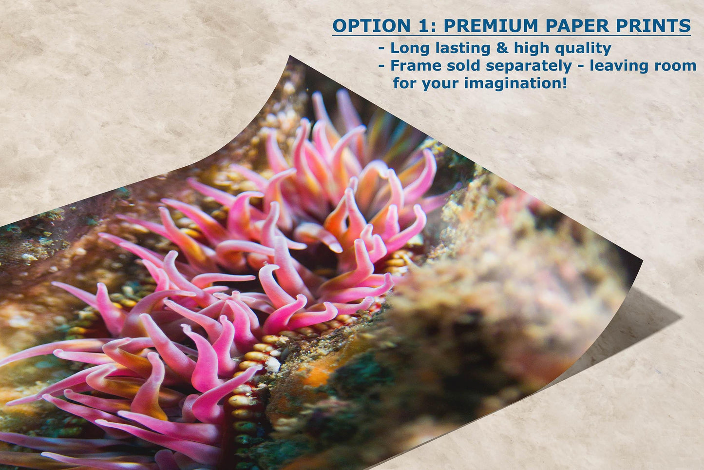 Sea Anemone Picture Ocean Life Underwater Scenery Nature Photo, Marine Biology Coral Reef Art, Vibrant Marine Wildlife Wall Decor