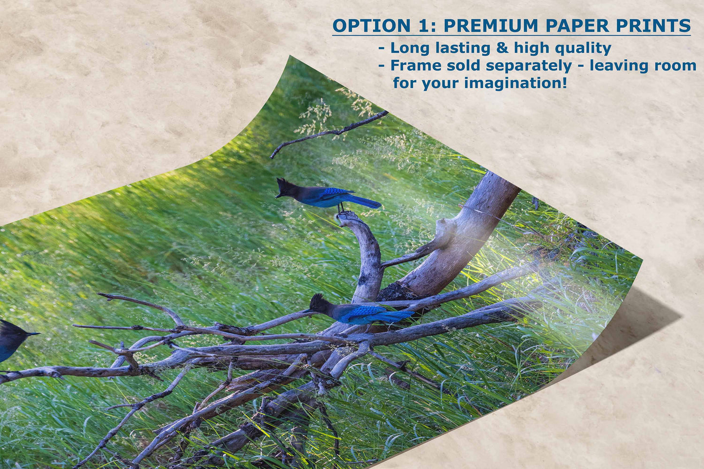 Artistic paper print capturing the striking blue of Steller's Jays in Yosemite, perfect for enhancing any room with a piece of natural art.