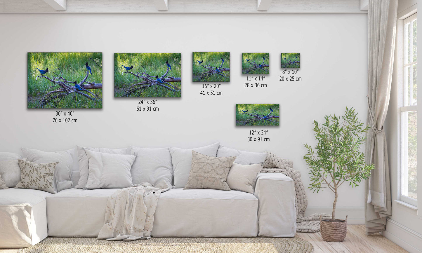 Stellar Jay Bird Wall Art, Yosemite Nature Photography Wildlife Decor for the Bird Lover