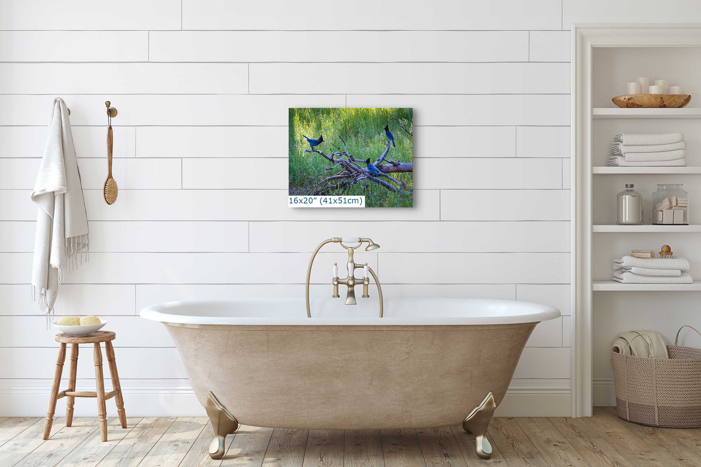 Stellar Jay Bird Wall Art, Yosemite Nature Photography Wildlife Decor for the Bird Lover