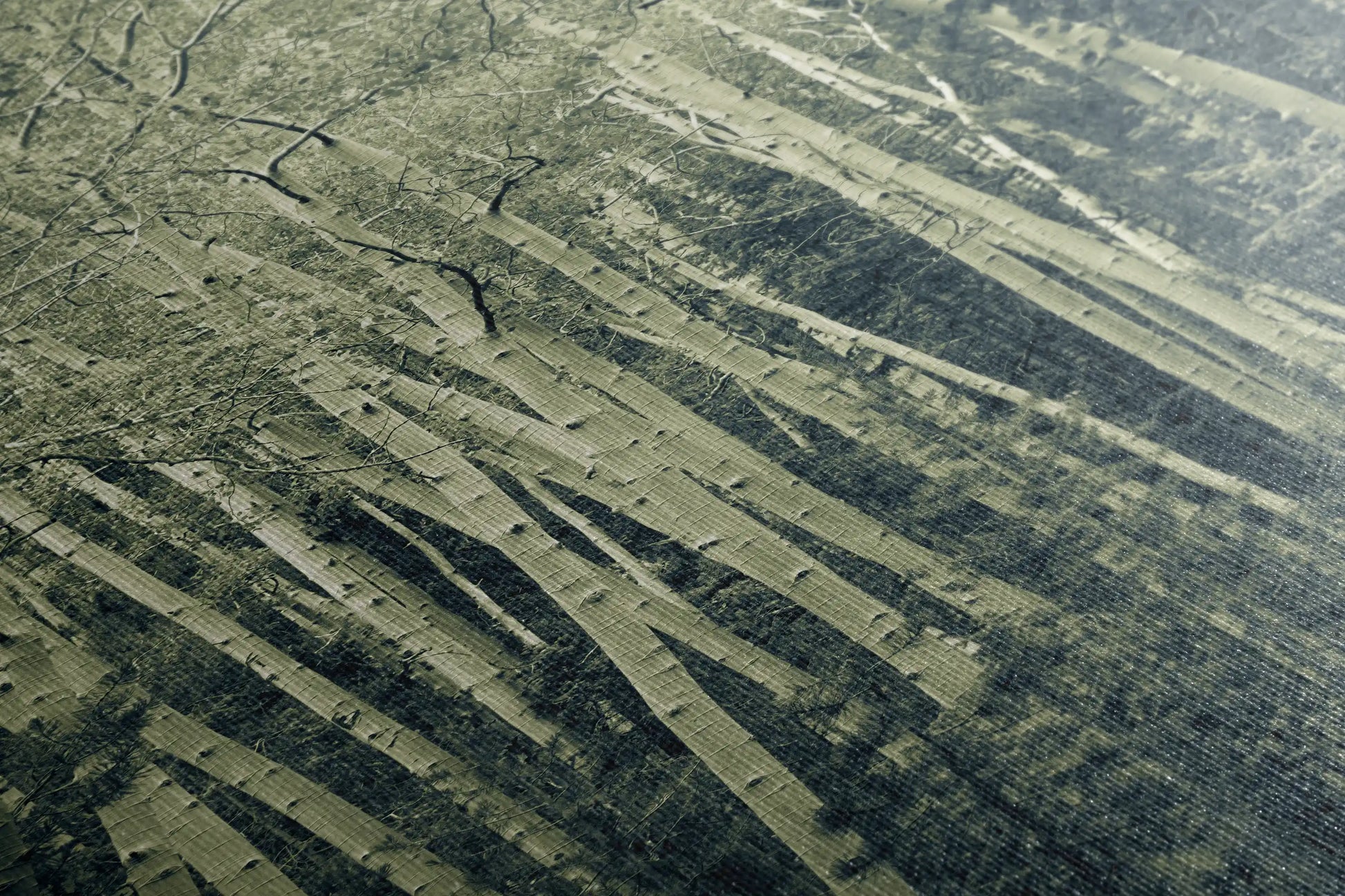 Textured surface of a duotone canvas print depicting aspen birch trees, highlighting the fine details and depth of the print.