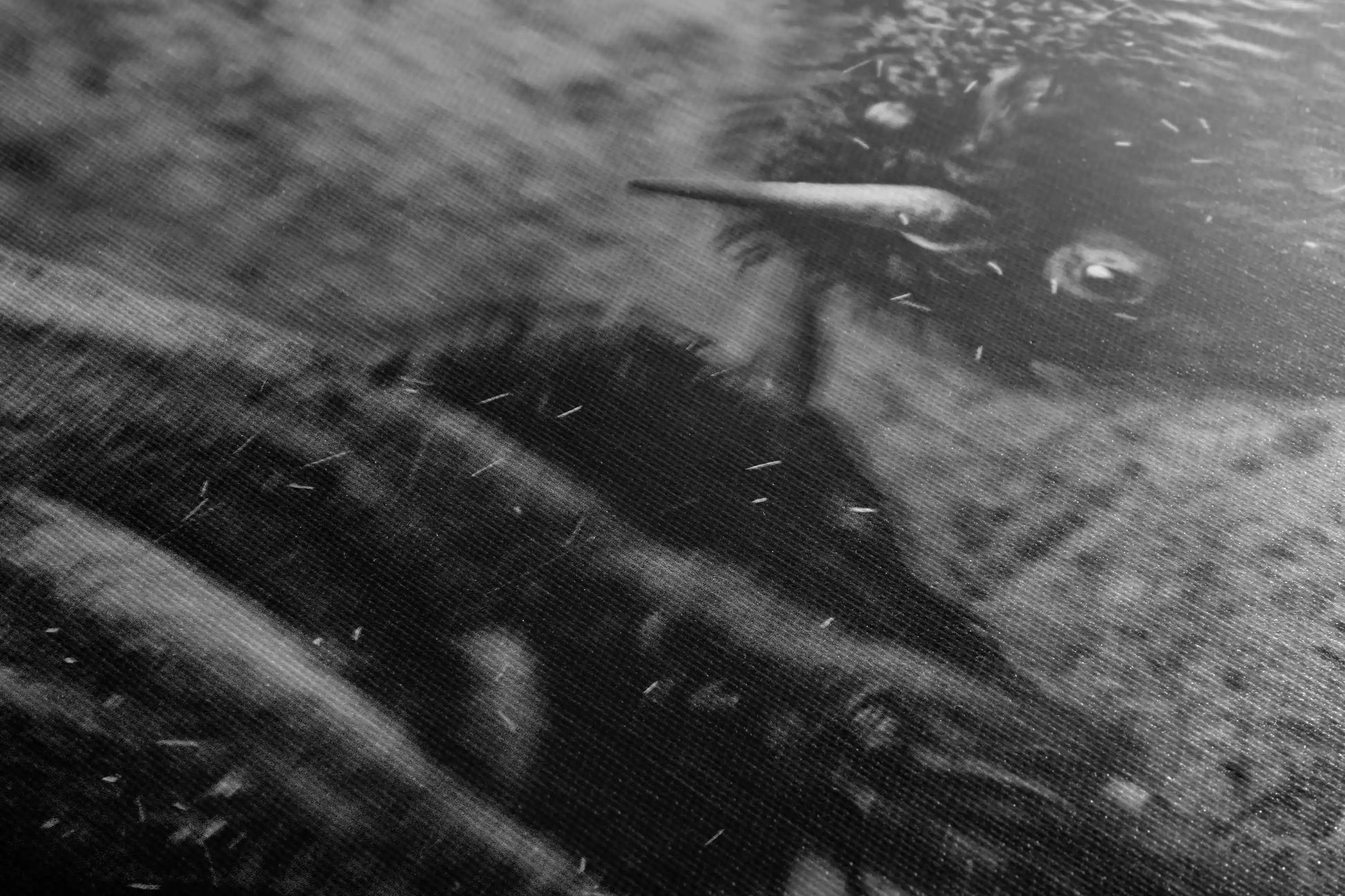 Canvas texture close-up of a powerful black and white image depicting the dynamic encounter of two dueling bison.