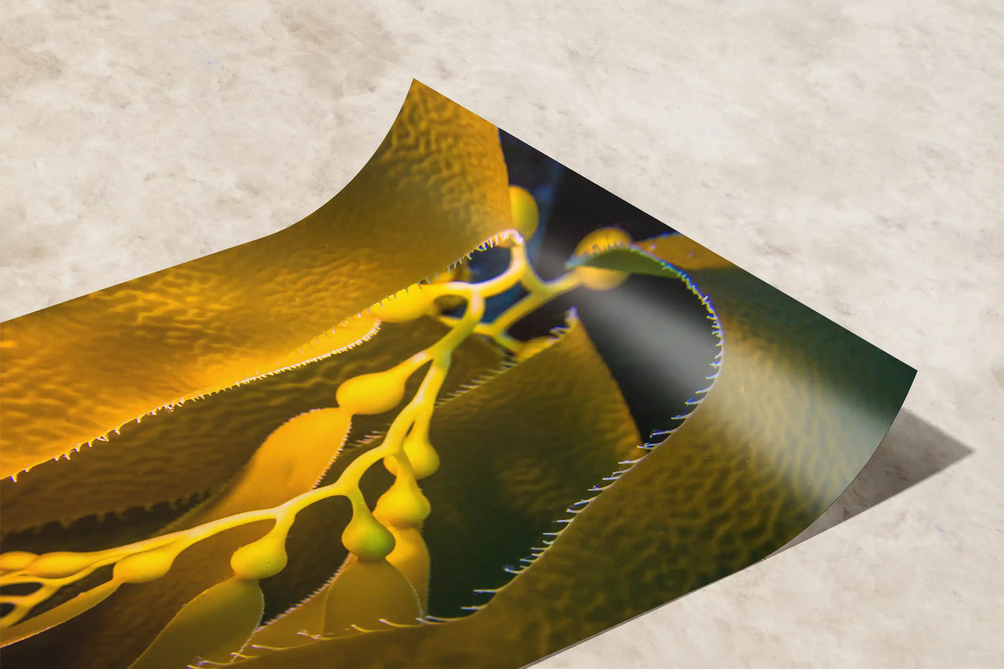 Curled premium photo paper print of California Giant Kelp with vibrant hues of yellow and green, capturing the intricate details of the underwater scene.
