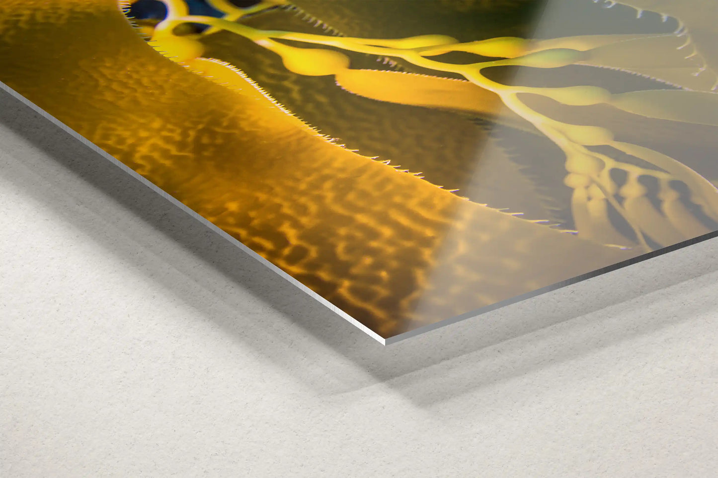 Sleek metal print of California Giant Kelp, the shimmering surface reflecting light to enhance the vivid underwater photography, providing a modern touch to home decor.