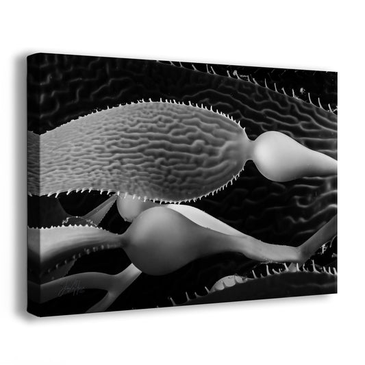 Clarity | Black & White Underwater Photograph, Limited Edition Ocean Fine Art