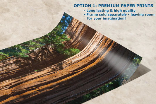 Giant Sequoia Tree Forest Picture Nature Photo, Redwood Trees Wall Art, Forest Bathing National Park Poster, Relaxation Decor