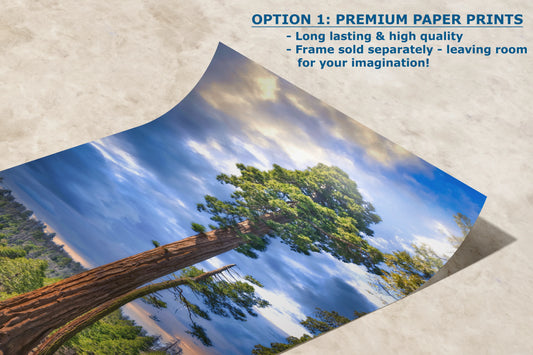 Giant Sequoia Tree Forest Picture Nature Photo, Redwood Trees Wall Art, Forest Bathing for Meditation and Relaxation Office and House Decor