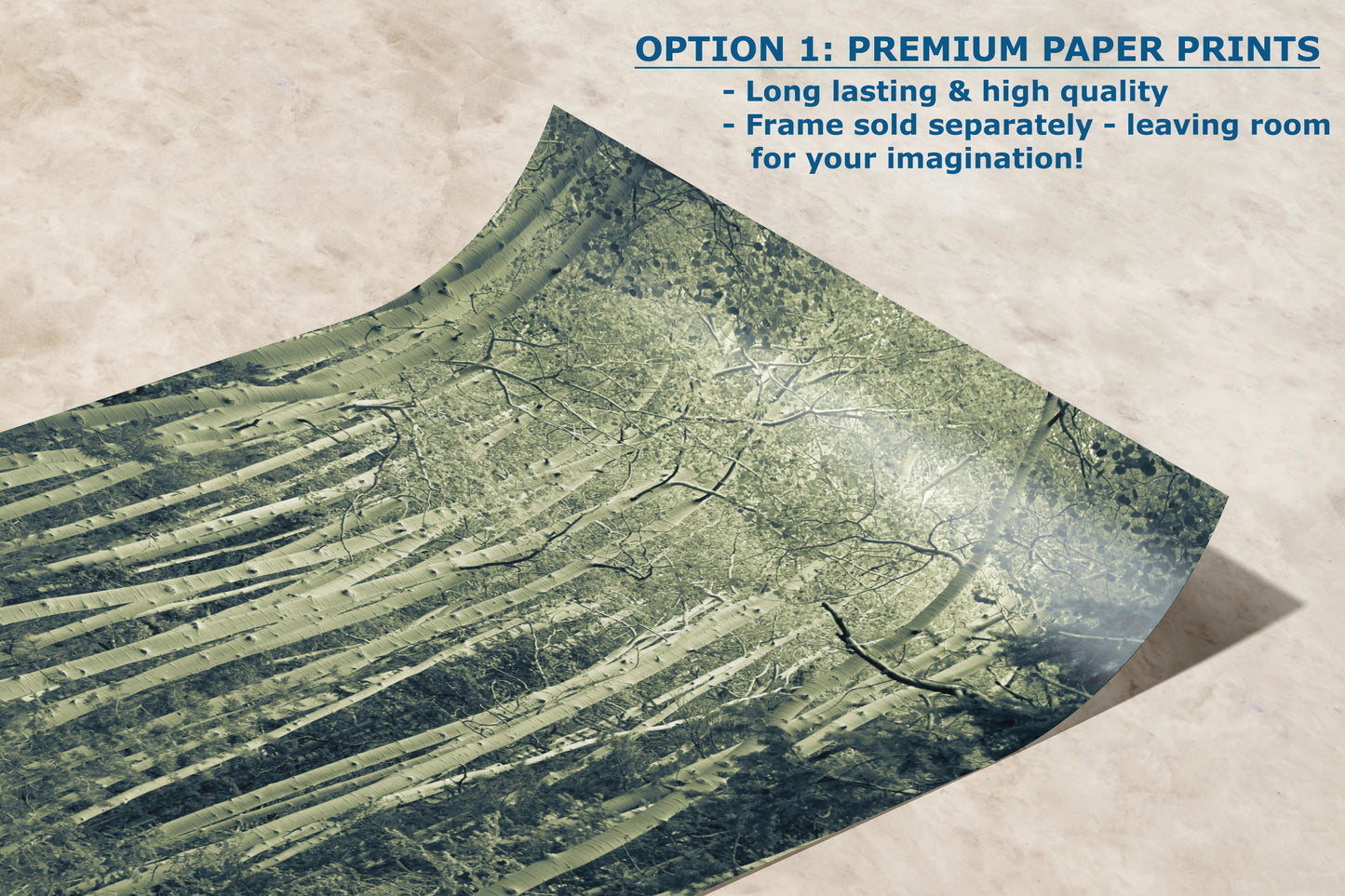 Aspen Tree Forest Picture Nature Photo, Forest Bathing Relaxation Artwork, Rustic Wall Art for Bedroom, Office, & House Decor