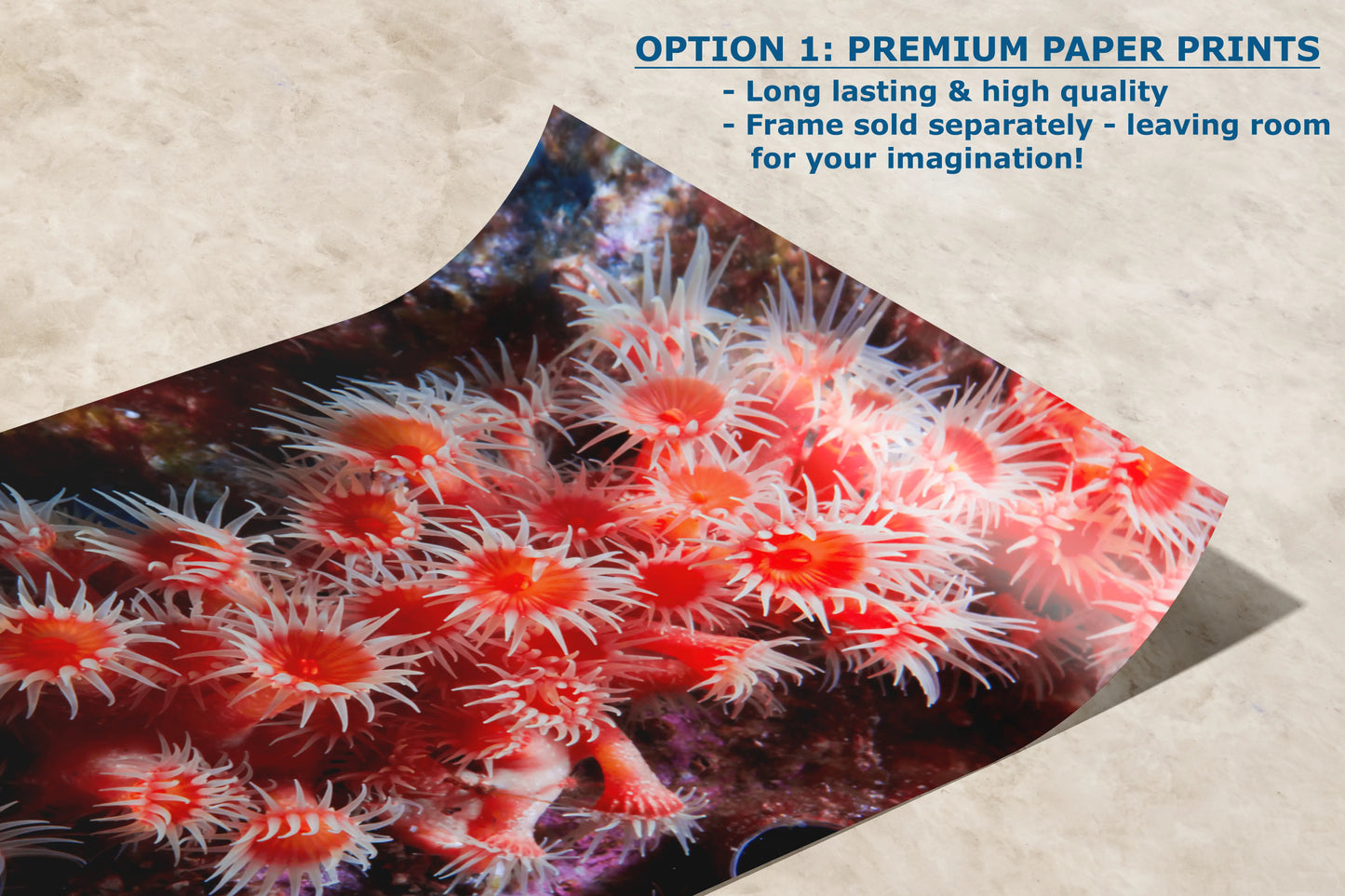 Sea Anemone Picture Ocean Life Underwater Scenery Nature Photo, Marine Biology Wall Art, Coral Reef Decor, Office & Dorm Room Decoration