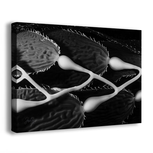 Equanimity | Black & White Underwater Photograph, Limited Edition Ocean Fine Art