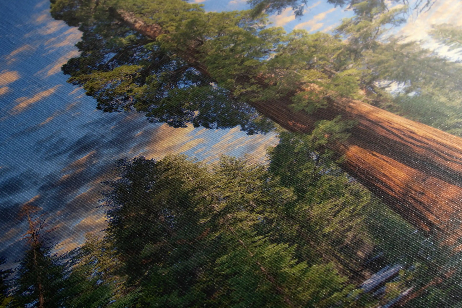 Giant Sequoia Tree Photograph Canvas Art close up showing detail