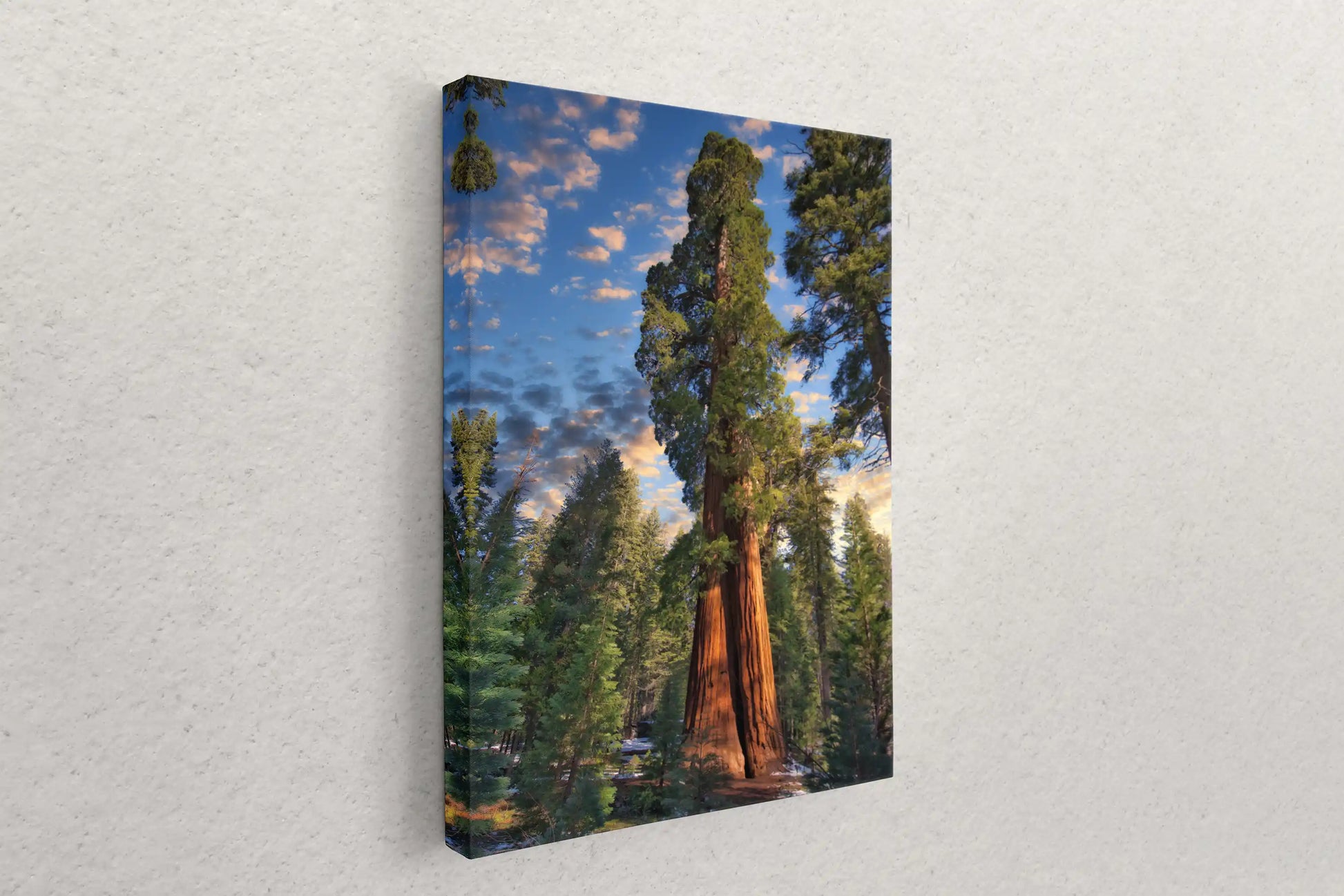 Giant Sequoia Tree Photograph Canvas Art hanging on wall
