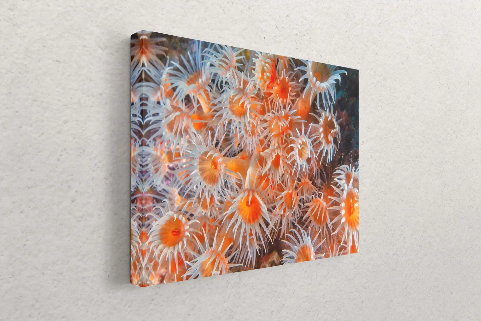 Wall-mounted canvas art at an angle, showcasing a detailed print of light orange zoanthid coral in an underwater setting.