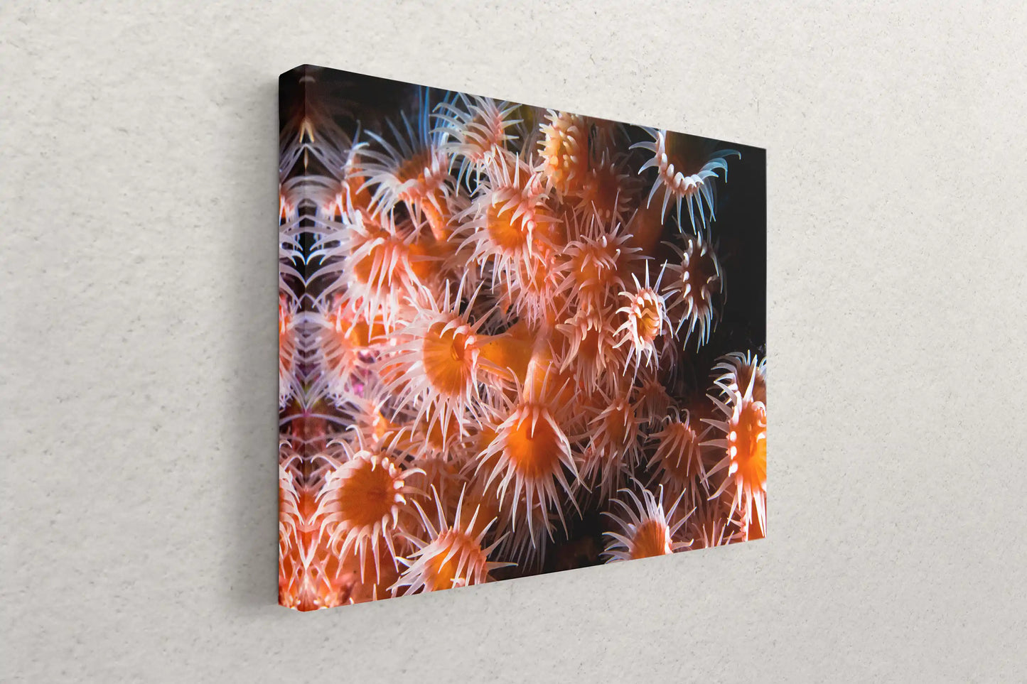 Wall-mounted canvas art at an angle, showcasing a detailed print of light orange zoanthid coral in an underwater setting.