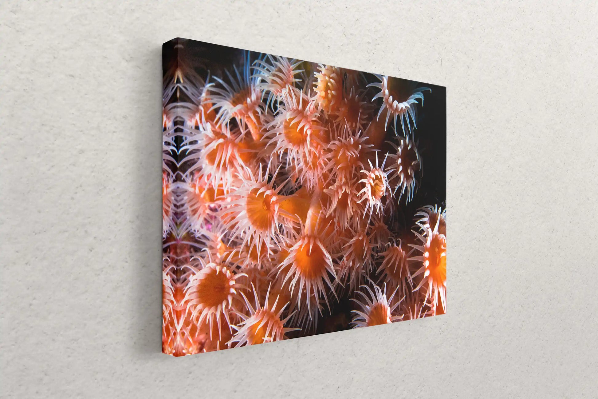 Wall-mounted canvas art at an angle, showcasing a detailed print of light orange zoanthid coral in an underwater setting.