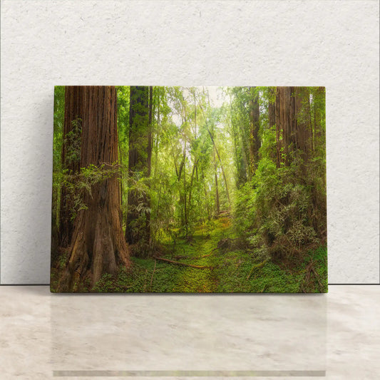 California Redwoods Canvas leaning against wall