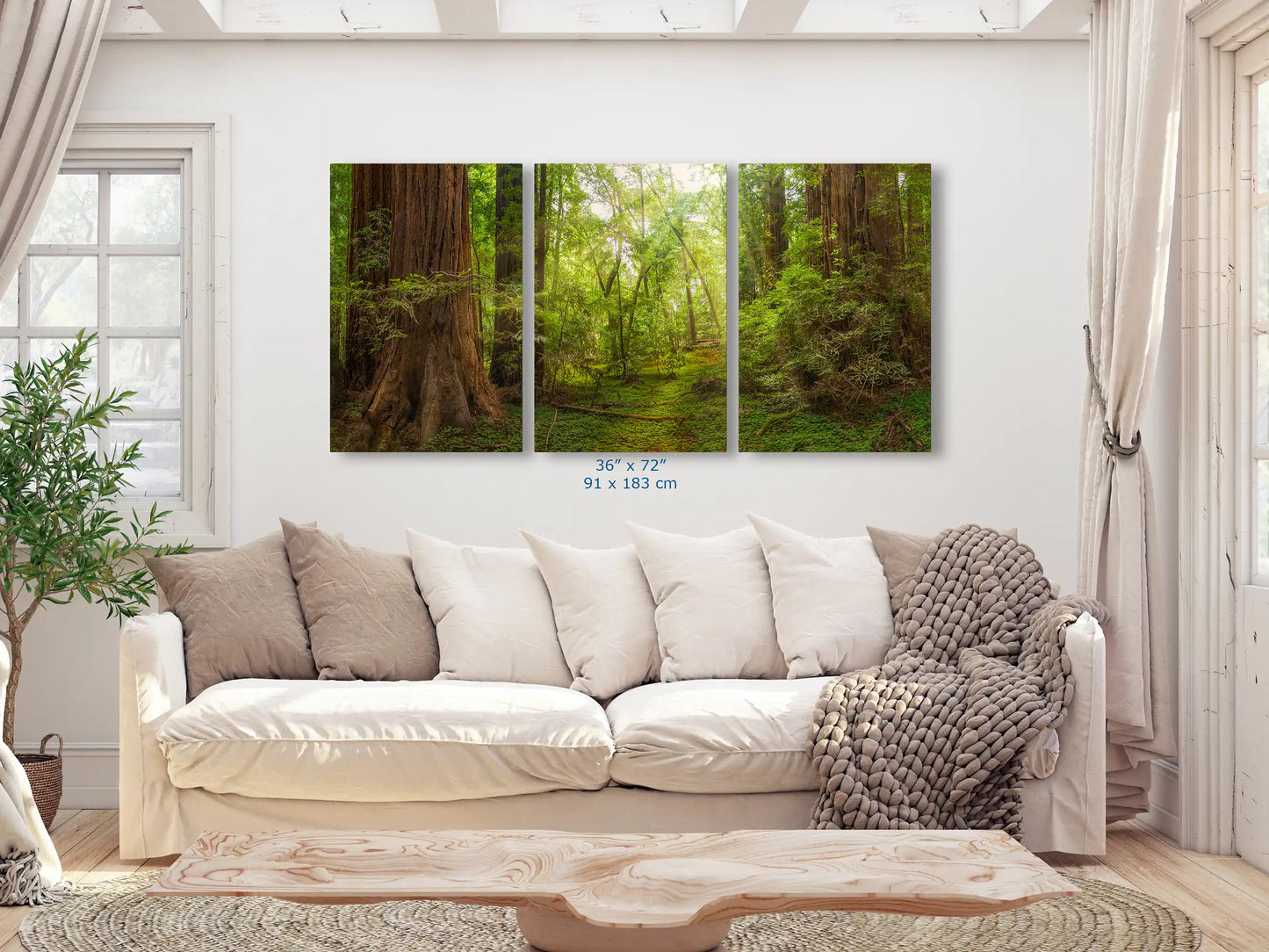 California Redwoods Canvas in 3-piece triptych shown in 36x72 over living room couch