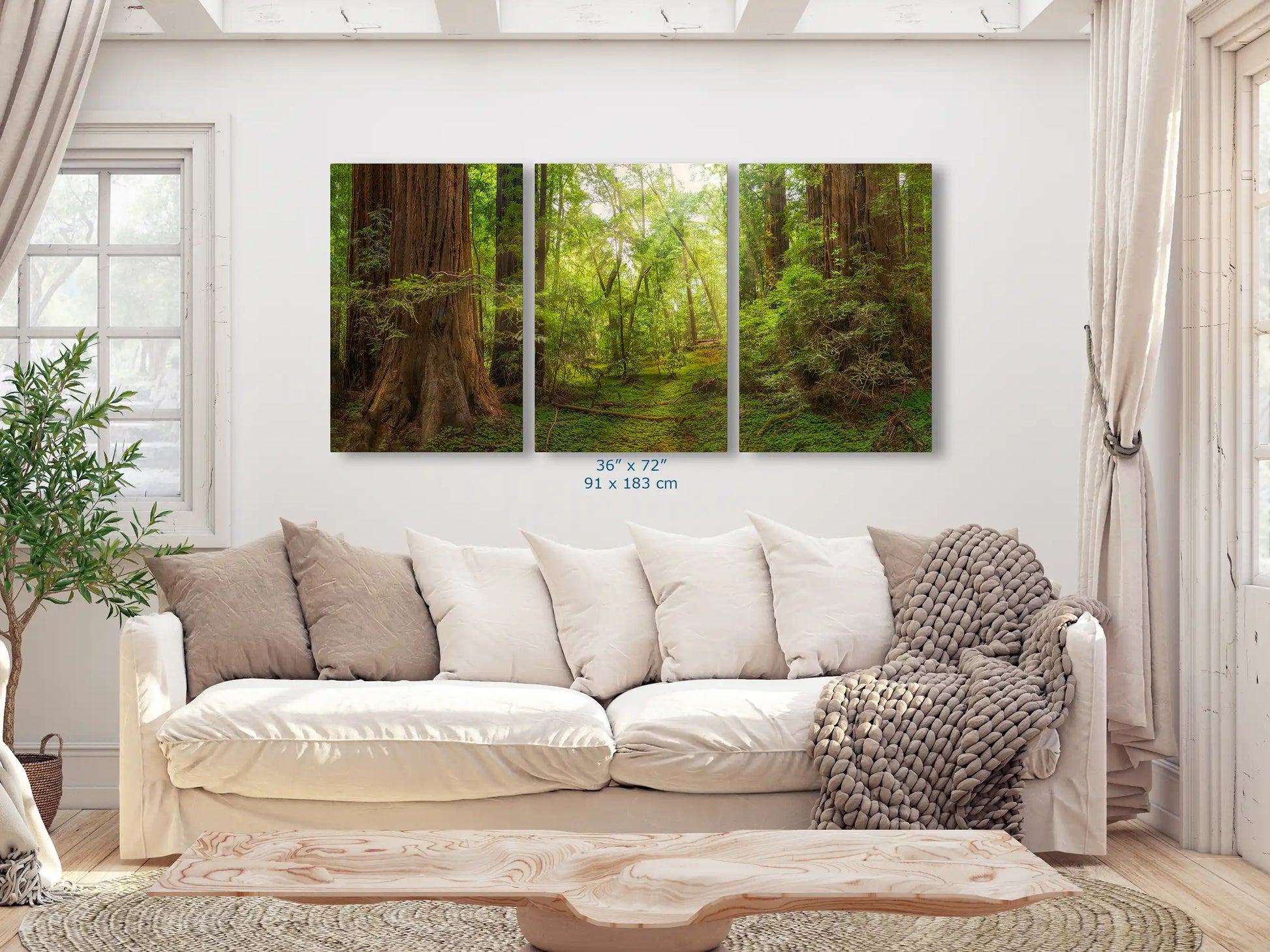 California Redwoods Canvas in 3-piece triptych shown in 36x72 over living room couch