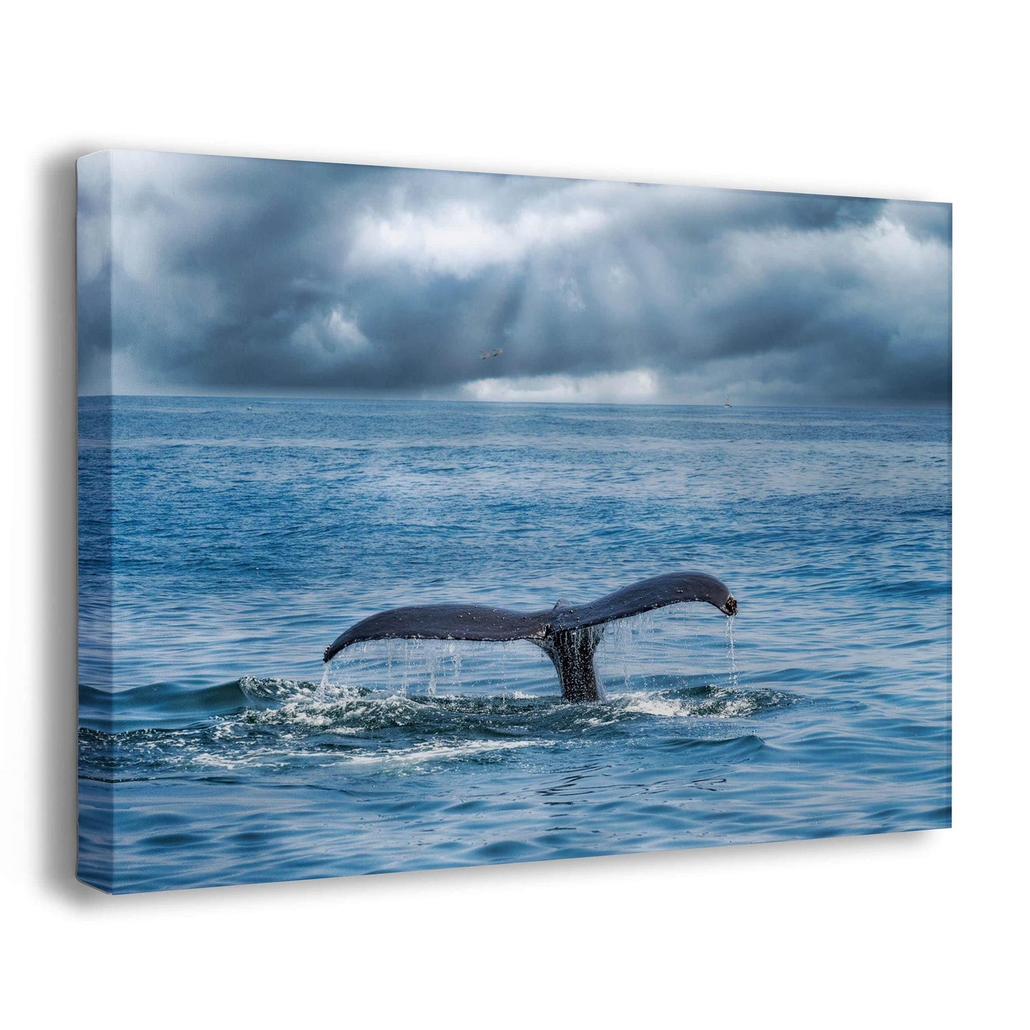 Humpback Whale Marine Mammal Wildlife Photography | Monterey Bay Ocean Scene Art Print for Nature Lovers and Marine Conservation Decor