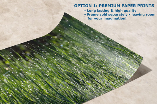 Green Grass Impressionist Art, Nature Photo Relaxation Artwork, Forest Picture Wall Decor for Bohemian Style, Office, Meditation & Dorm Room