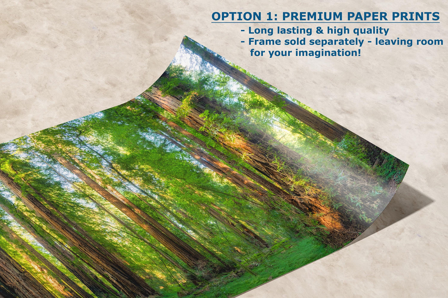 Redwood Trees Forest Picture Nature Photo, Forest Bathing Relaxation Artwork for Calming Meditation, Office and House Decor