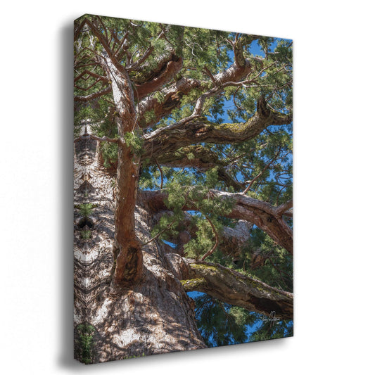 Giant Sequoia Tree Forest Picture Nature Photo, Yosemite Mariposa Grove Redwood Trees, Forest Bathing Relaxation Artwork for Nature Lovers