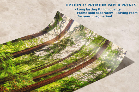 Redwood Trees Forest Picture Nature Photo, Forest Bathing House Decor, Relaxing Wall Art for Meditation, Home and Office