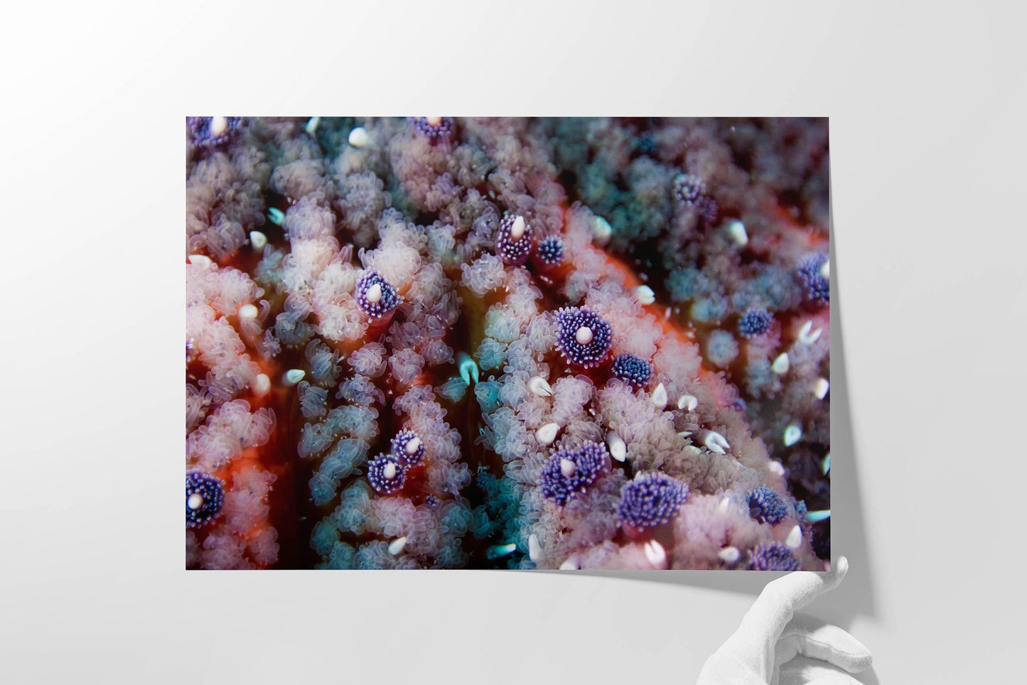 Ocean Life Starfish Photo, Marine Biology Underwater Scenery, Vibrant Coral Reef, Nature Photography for Office Decor, Relaxation Artwork