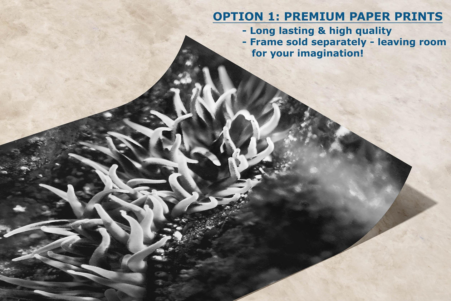 Sea Anemone Picture Ocean Life Underwater Scenery Nature Photo, Marine Biology Decor, Black and White Coral Reef Art for Marine Enthusiasts