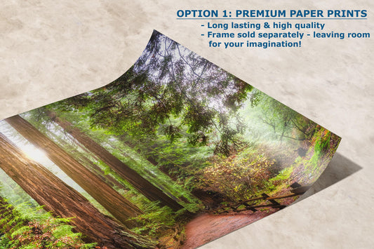 Redwood Trees Forest Picture Nature Photo, Forest Bathing in Muir Woods Wall Art for House Decor Gifts for Tree & Nature Lovers