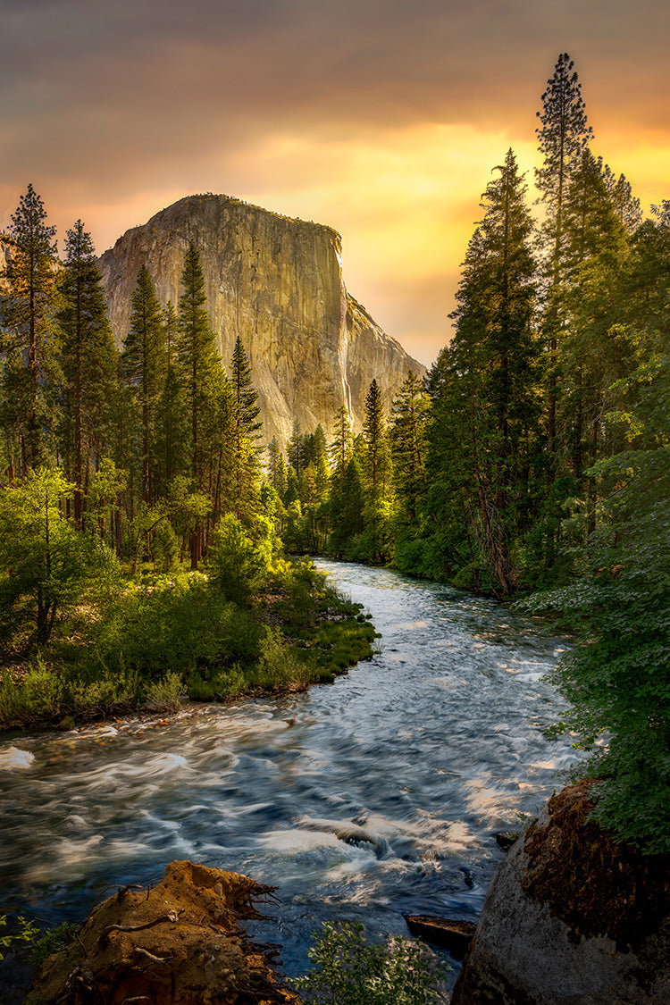A scenic landscape photograph of Yosemite's El Capitain and a rushing Merced River winding through a dense evergreen forest toward a large rock cliff under a glowing golden sky.