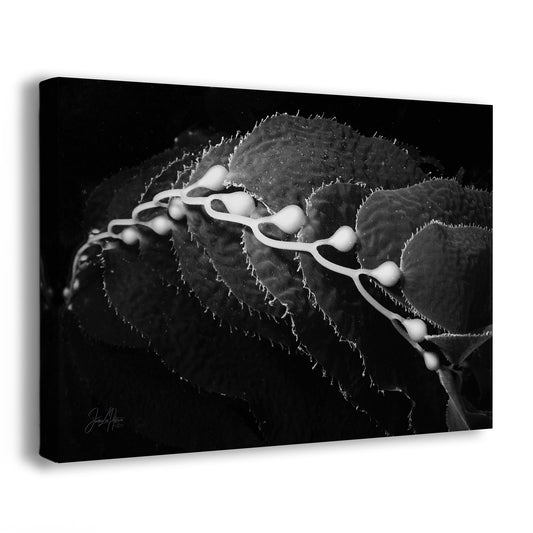 Eternity | Black & White Underwater Photograph, Limited Edition Ocean Fine Art