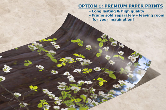 Pacific Dogwood Forest Picture Nature Photo | Yosemite Nature Canvas Print, Forest Bathing for Meditation, Relaxation, Dorm Room Decor