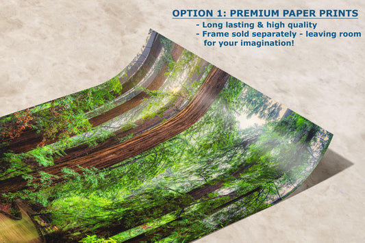 Redwood Trees Forest Picture Sunrise Nature Photo, Forest Bathing House Decor, Relaxing Wall Art for Meditation, Home and Office