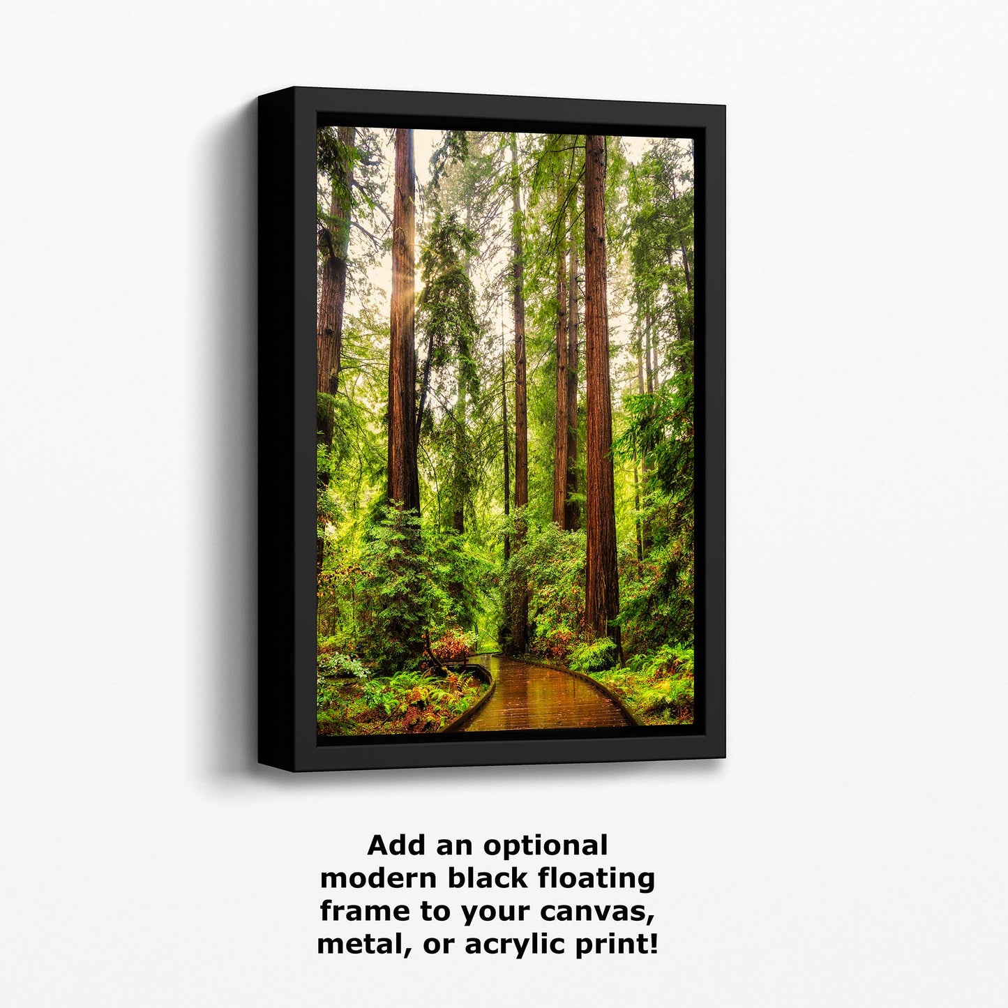 Redwood Trees Forest Picture Nature Photo, Forest Bathing House Decor, Relaxing Wall Art for Meditation, Home and Office