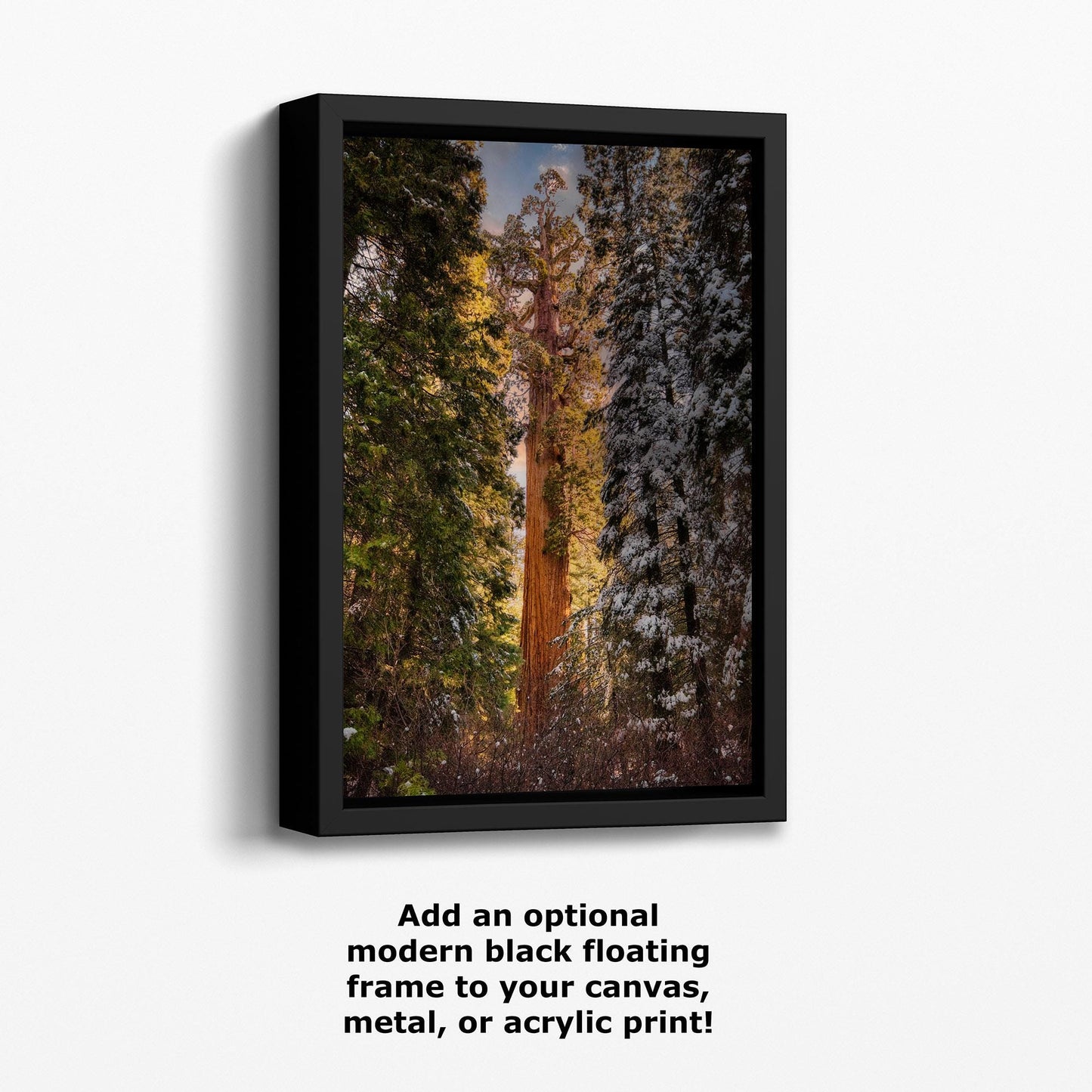 Giant Sequoia Tree Forest Picture Nature Photo, Redwood Tree Wall Art, Forest Bathing Decor, Bohemian Style Relaxation Artwork