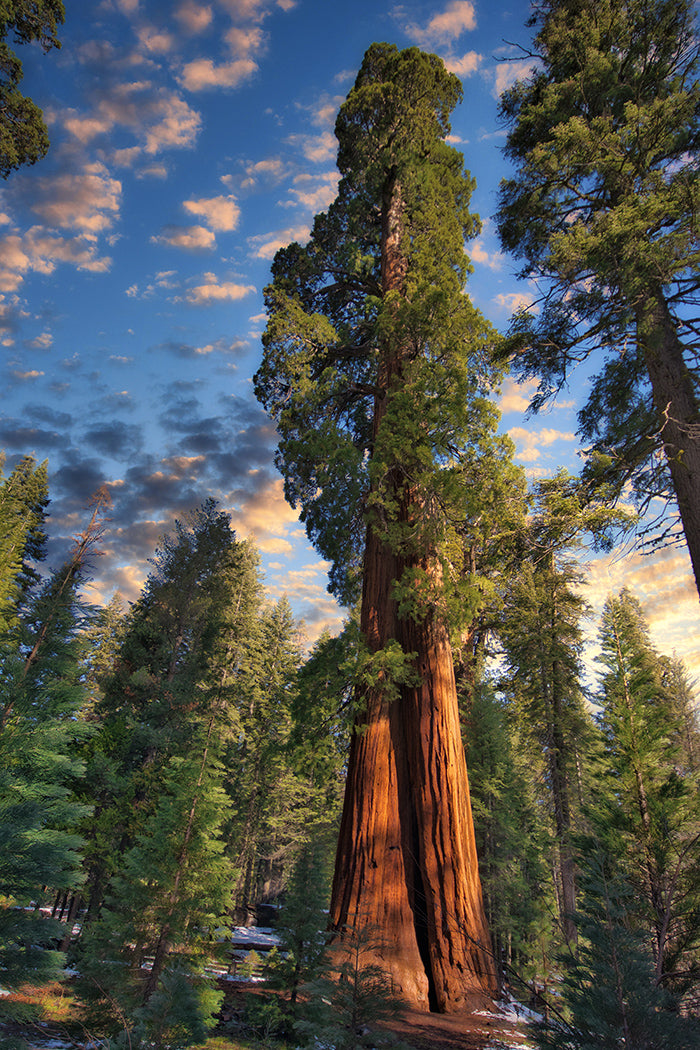A giant sequoia tree stands tall in a forest with surrounding pine trees under a blue sky with scattered clouds at sunset.