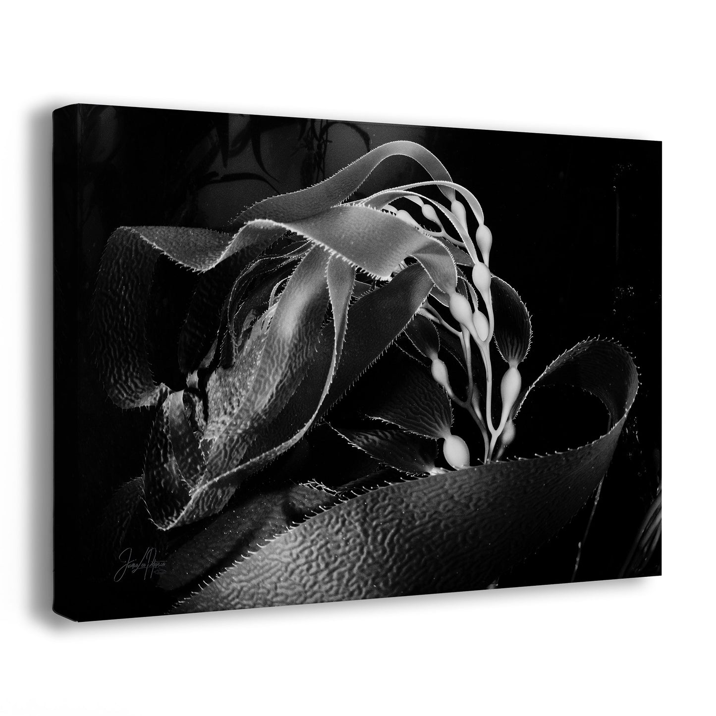 Presence: Would You Like to Dance | Black & White Underwater Photograph, Limited Edition Ocean Fine Art