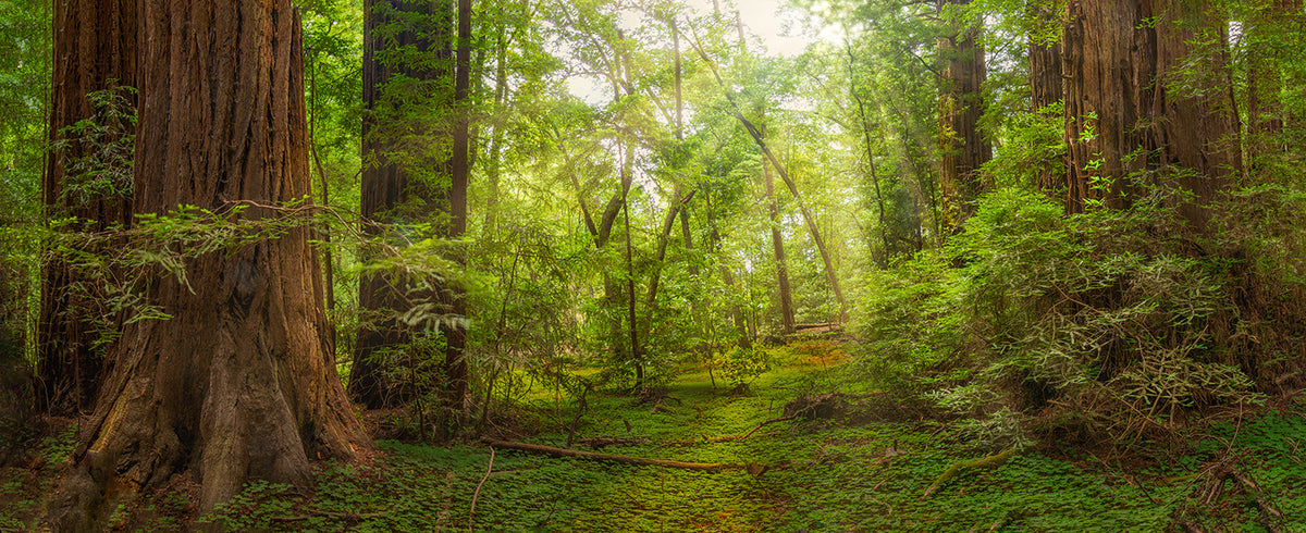 A dense redwood forest scene with towering tree trunks, bright green undergrowth, and sunlight filtering through the canopy.