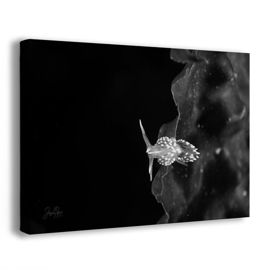Quantum | Black & White Underwater Photograph, Limited Edition Ocean Fine Art