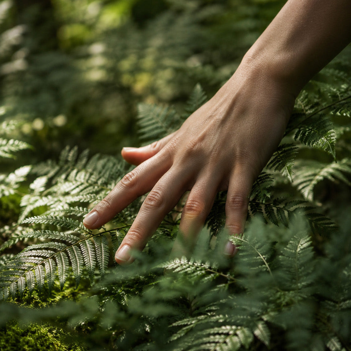 A close-up of a person's hand gently touching green fern leaves in a forest setting.