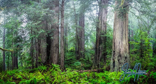 Redwoods in the Mist: Have You Ever Wondered What the Tales of Giants Sound Like?