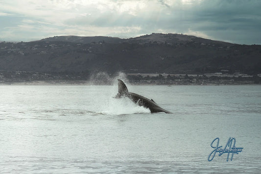 A dynamic moment as a humpback whale performs a lobtail, with the backdrop of Monterey Bay's calm waters and distant rolling hills.